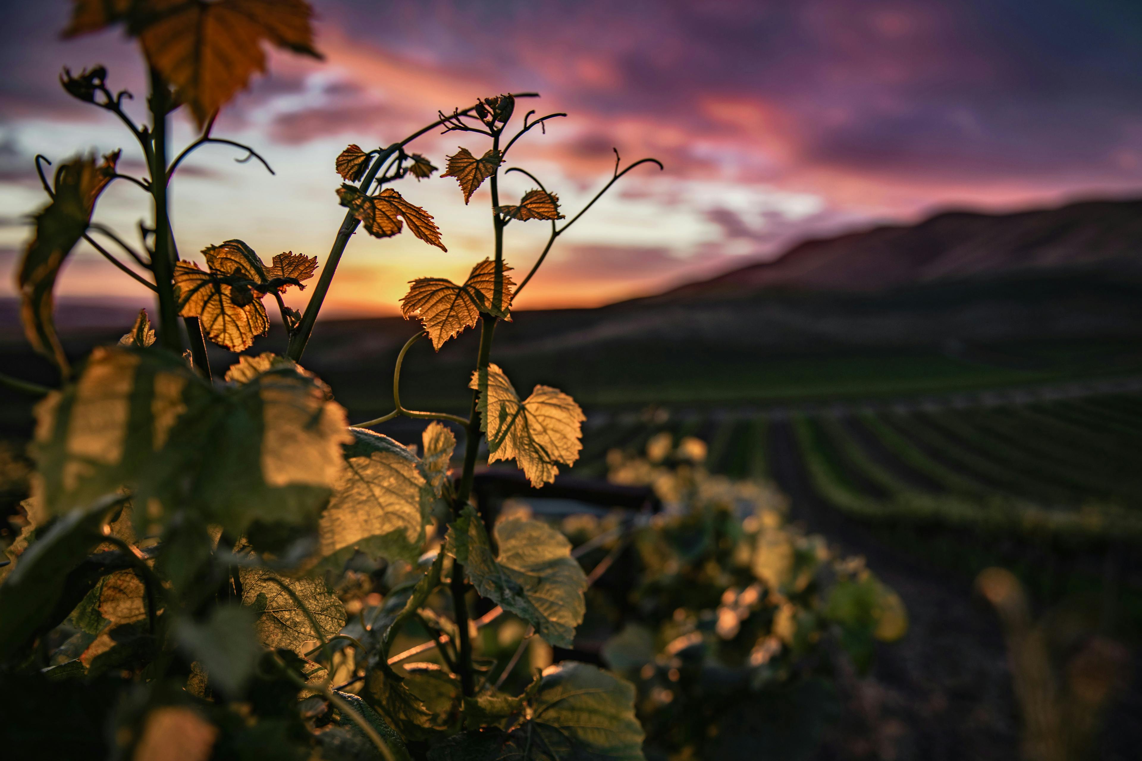 Why Wine-Loving Travelers Should Get a Harvest Hosts Membership