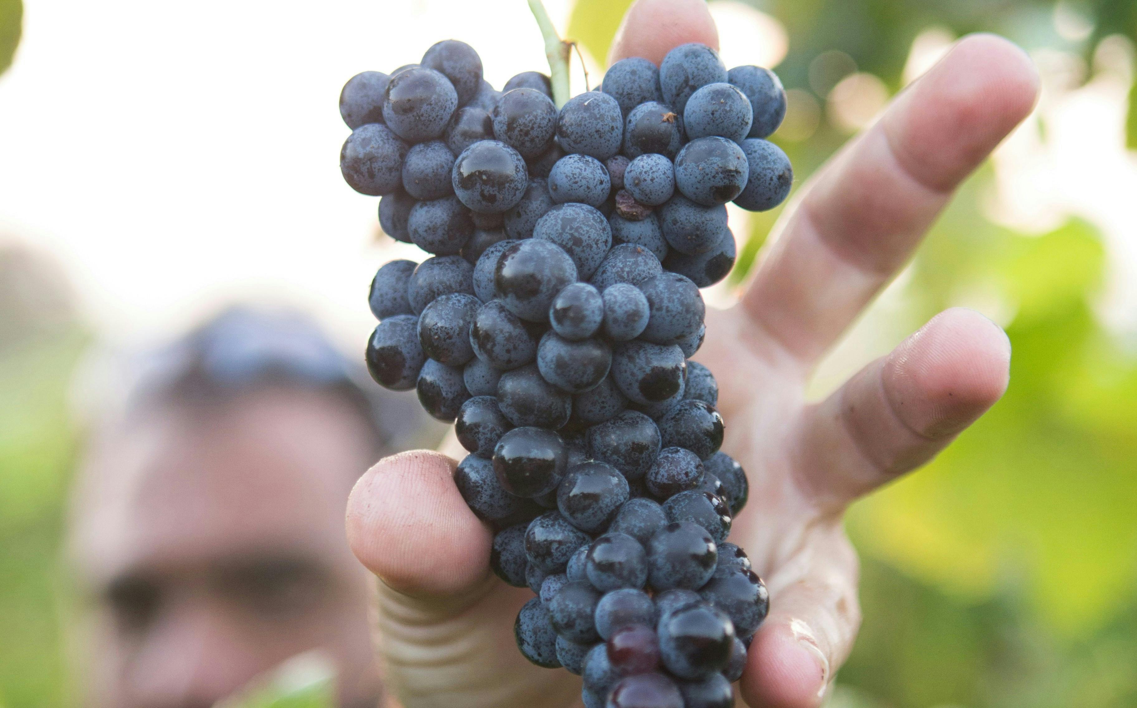 Why Wine-Loving Travelers Should Get a Harvest Hosts Membership-2