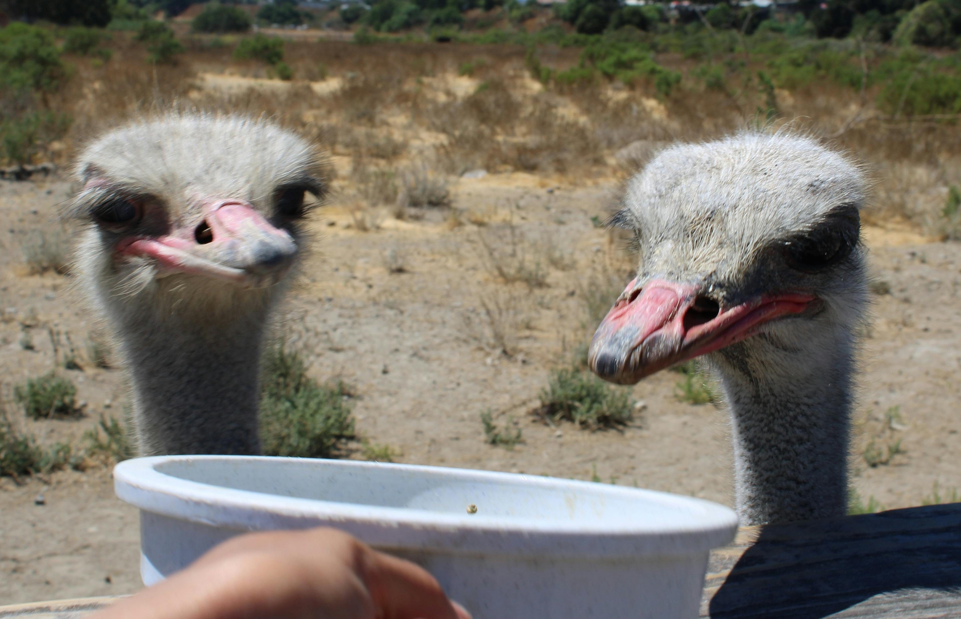 Exploring Solvang: A Guide to Must-See Buildings, Wineries, and the Ostrich Petting Zoo-2