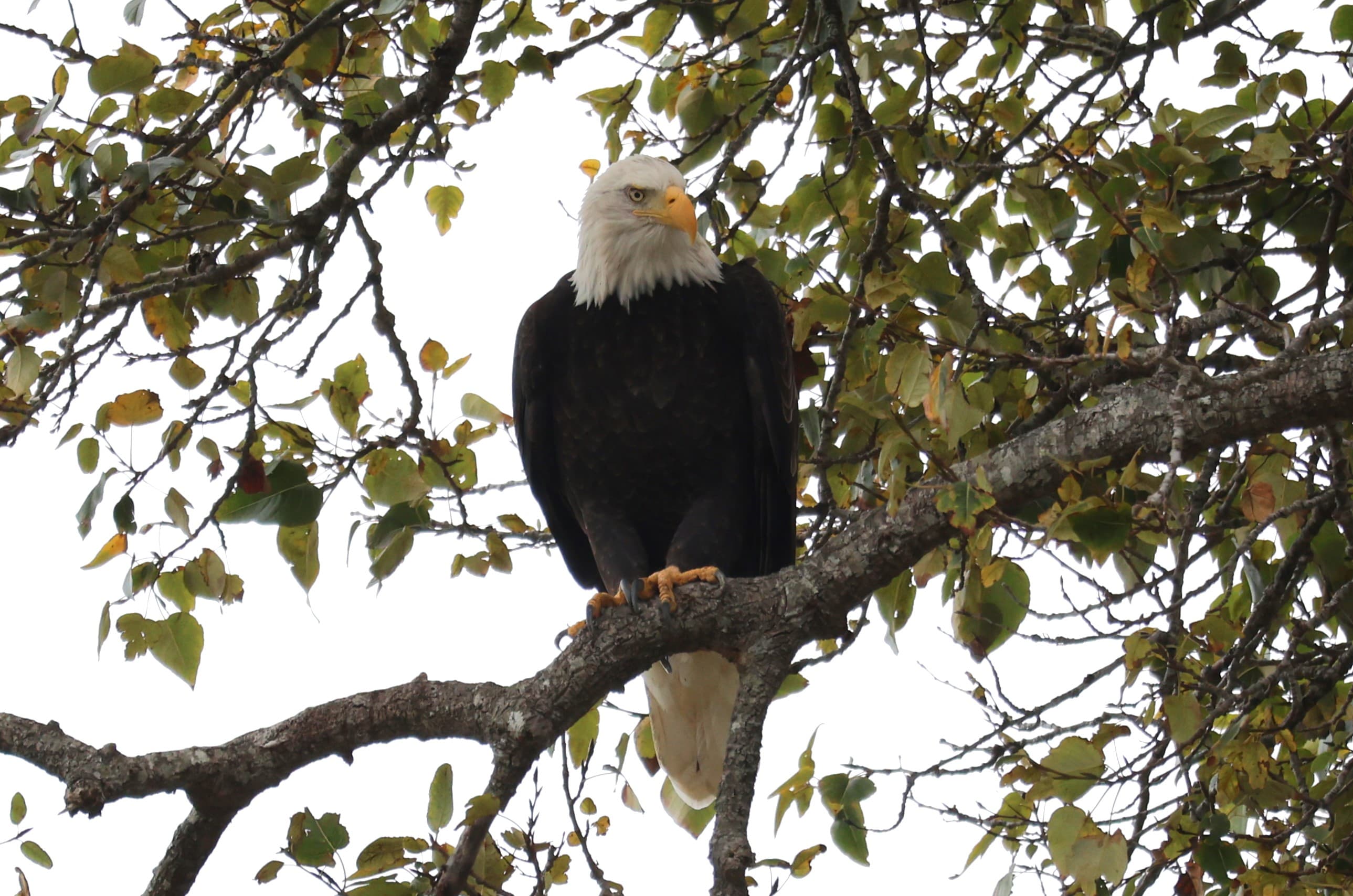 Top RV Parks for Wildlife Encounters-2