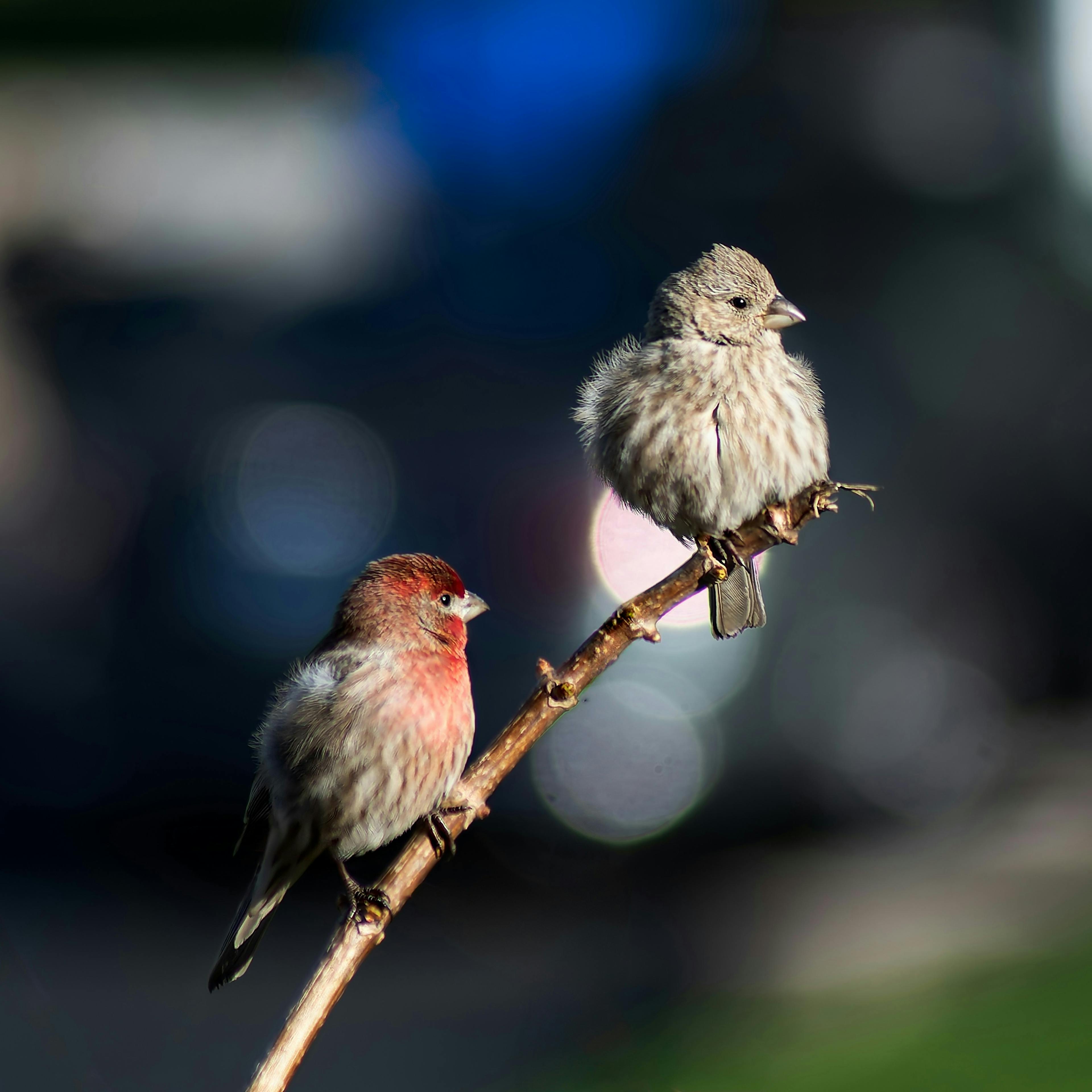 Bird Watching and Creating a Travel Scrapbook: A Perfect Blend for Nature Lovers