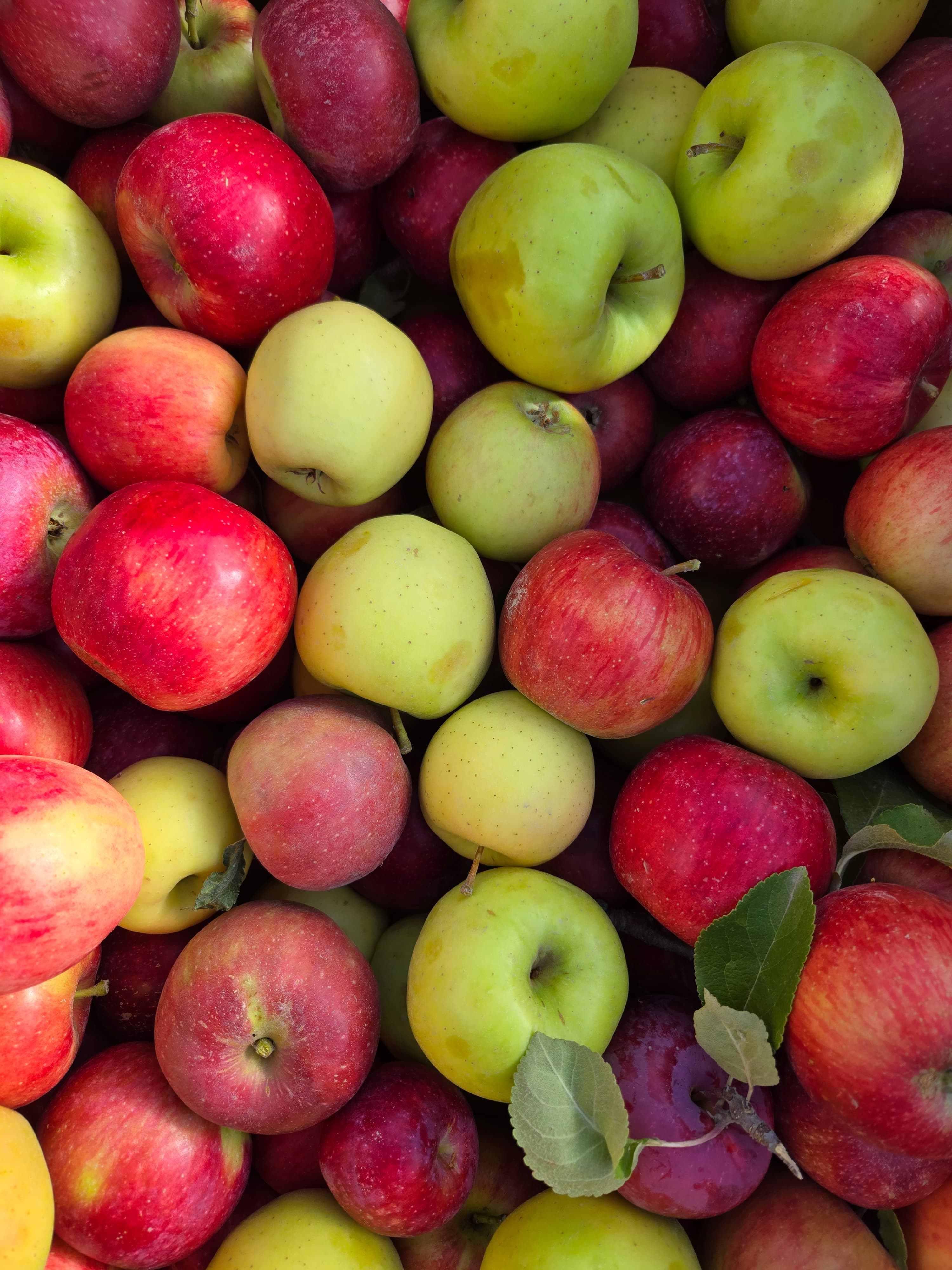 Tired of Searching "Apple Picking Near Me"? Your Ultimate Guide to Apple Picking in Washington